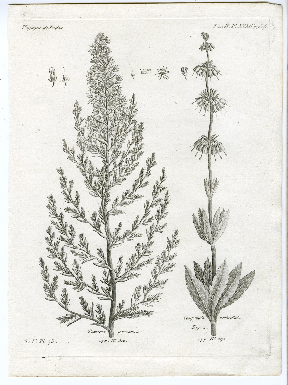 , Antique botanical prints from ‘Voyages … Professeur Pallas-RUSSIA-1794, Pictura Antique Prints
