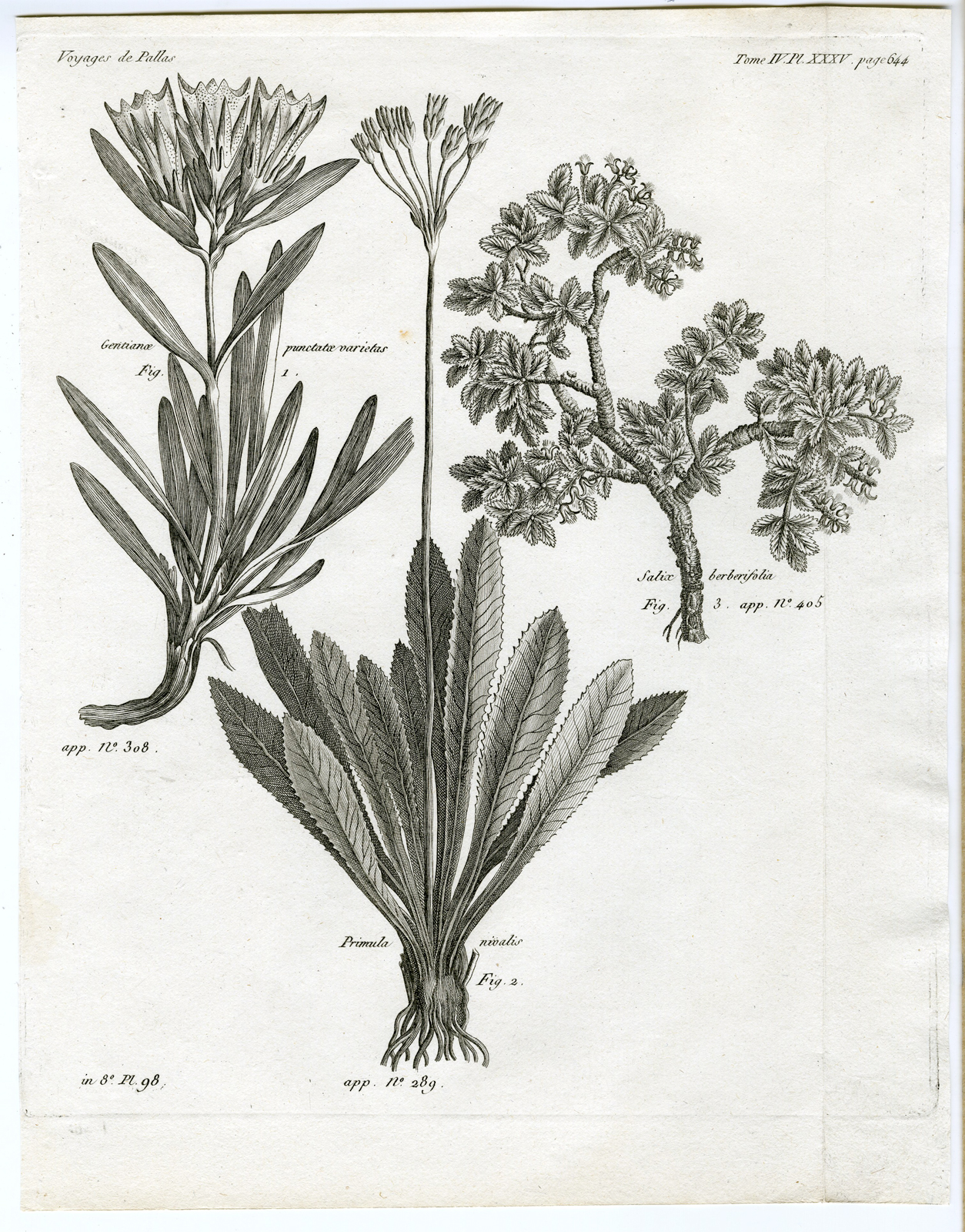 , Antique botanical prints from ‘Voyages … Professeur Pallas-RUSSIA-1794, Pictura Antique Prints