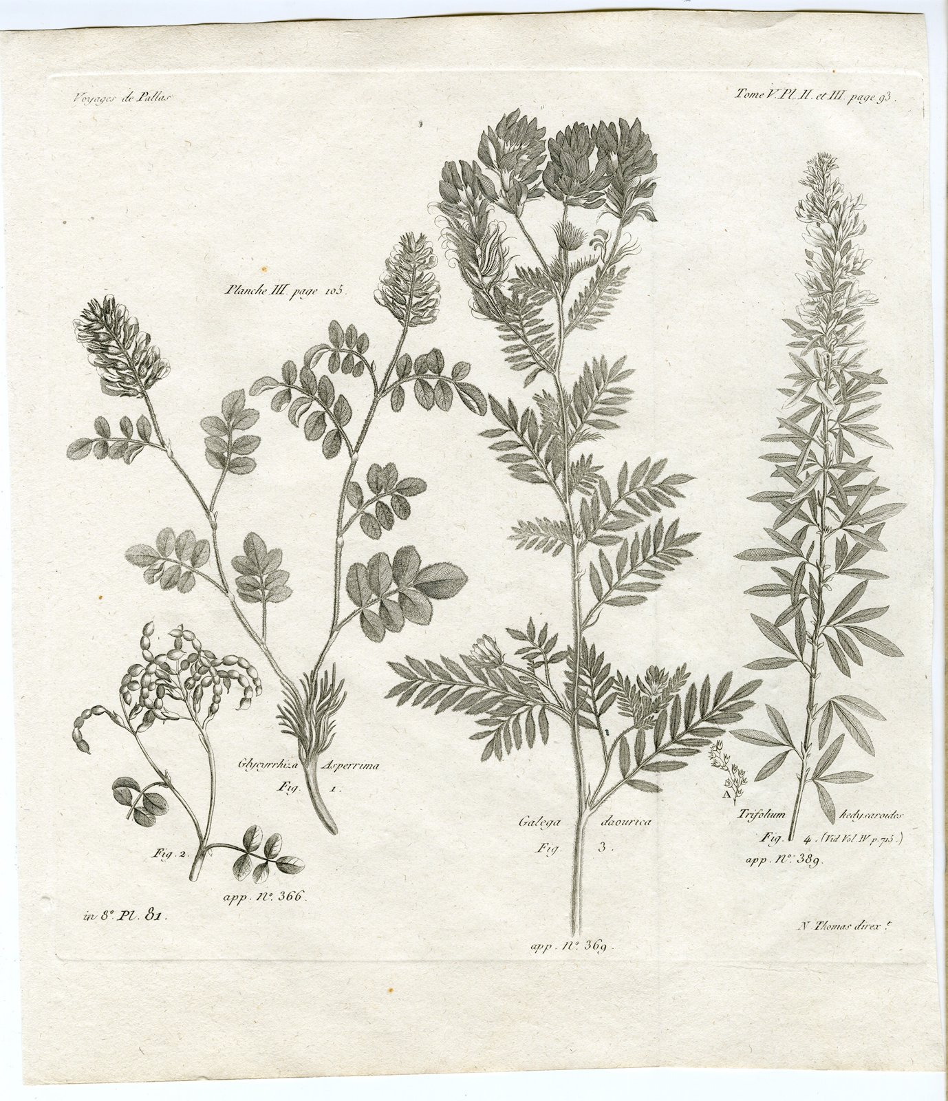 , Antique botanical prints from ‘Voyages … Professeur Pallas-RUSSIA-1794, Pictura Antique Prints