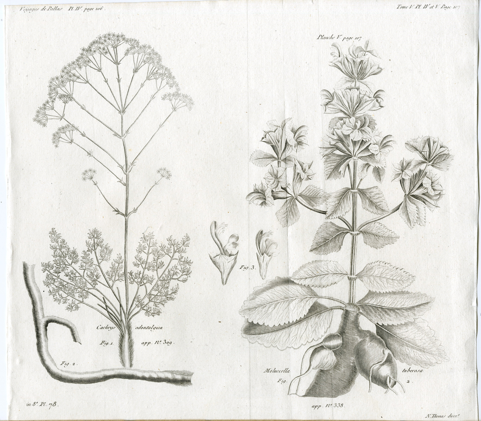 , Antique botanical prints from ‘Voyages … Professeur Pallas-RUSSIA-1794, Pictura Antique Prints