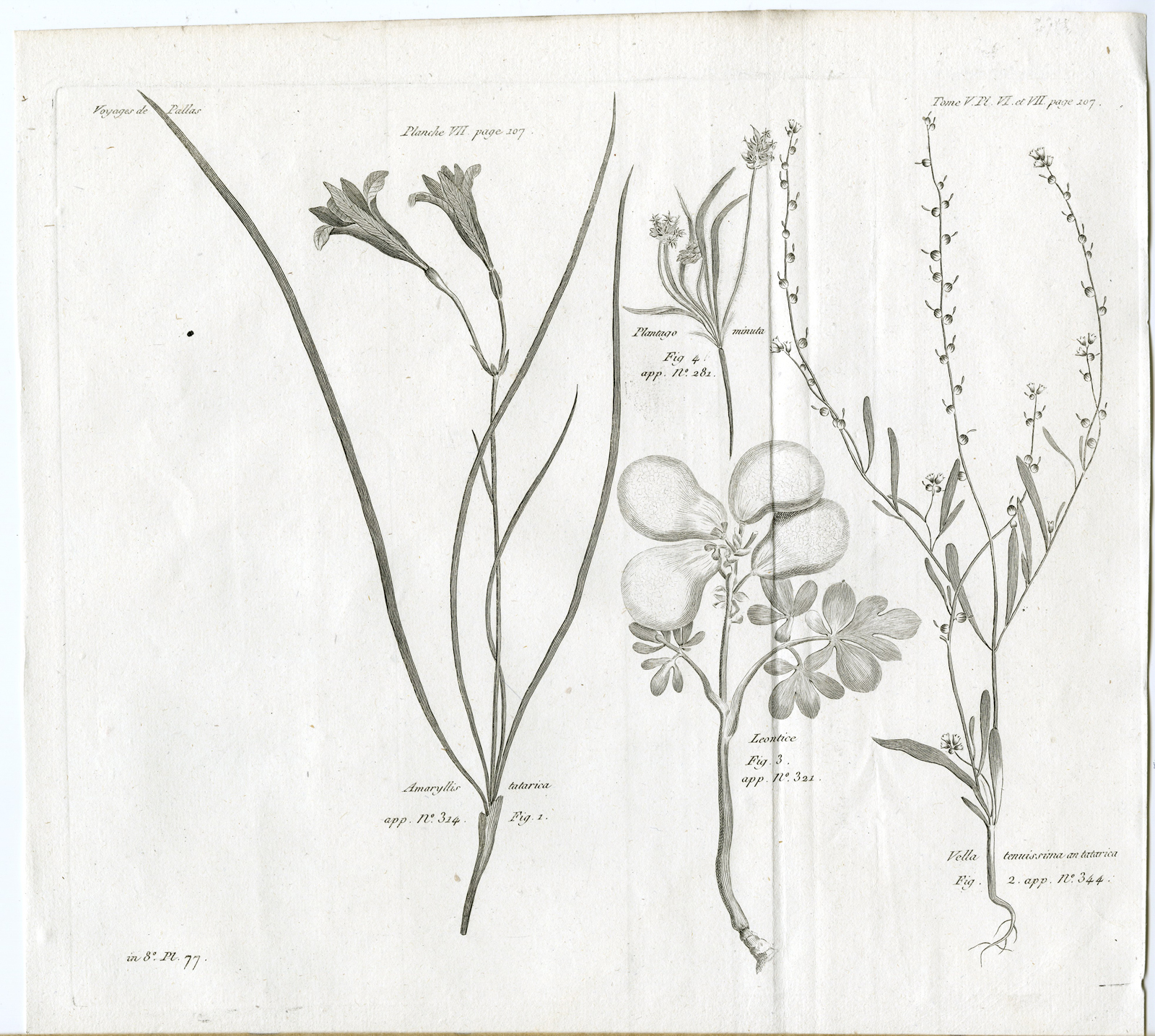 , Antique botanical prints from ‘Voyages … Professeur Pallas-RUSSIA-1794, Pictura Antique Prints