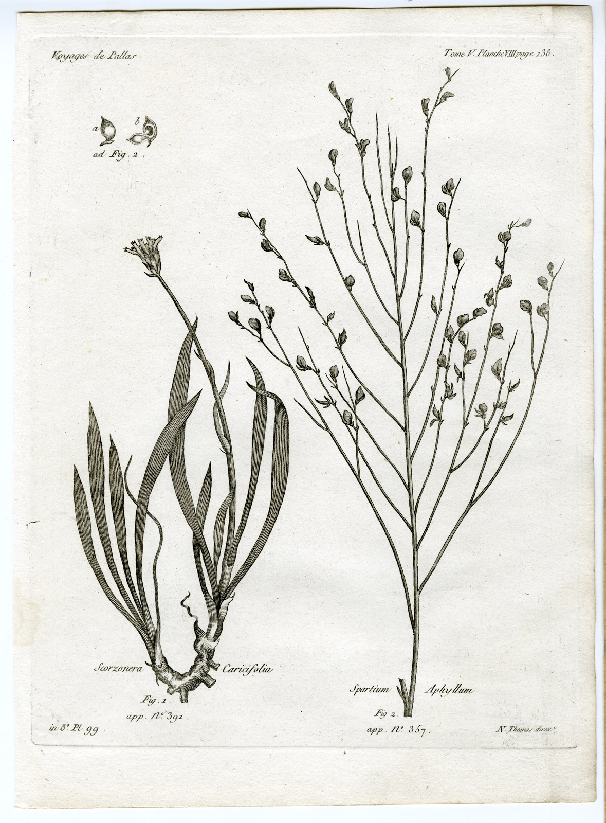 , Antique botanical prints from ‘Voyages … Professeur Pallas-RUSSIA-1794, Pictura Antique Prints