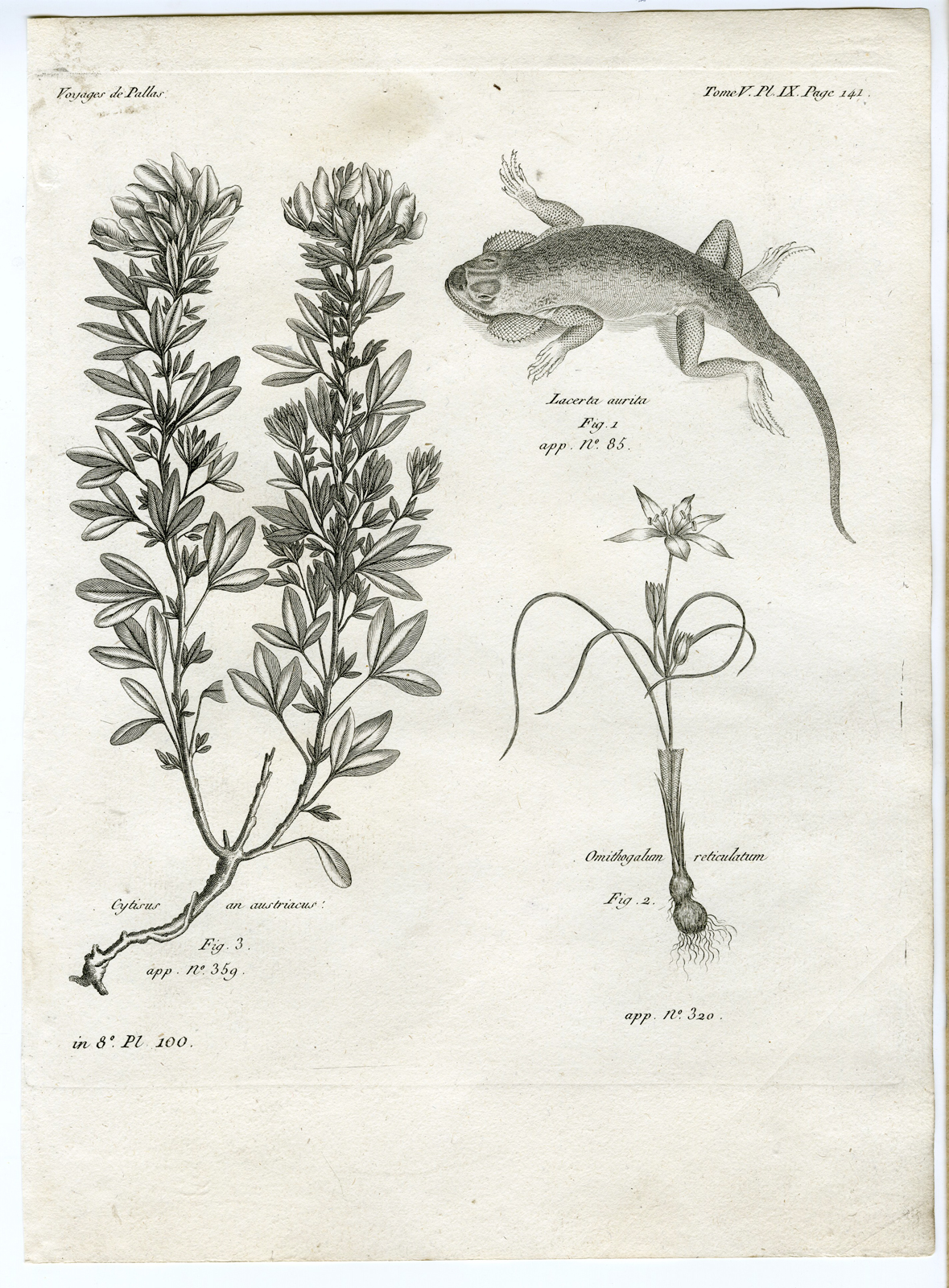 , Antique botanical prints from ‘Voyages … Professeur Pallas-RUSSIA-1794, Pictura Antique Prints