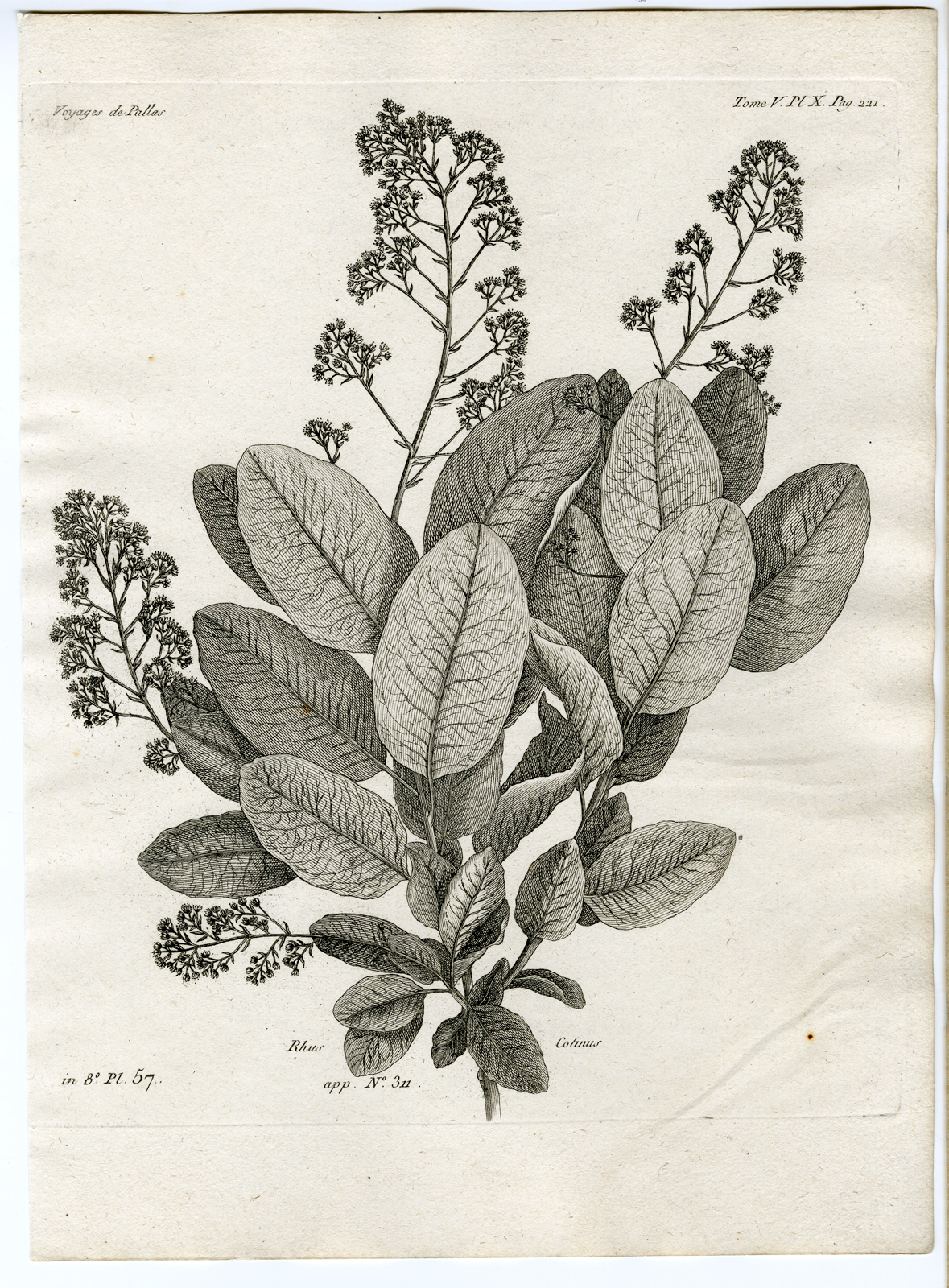 , Antique botanical prints from ‘Voyages … Professeur Pallas-RUSSIA-1794, Pictura Antique Prints