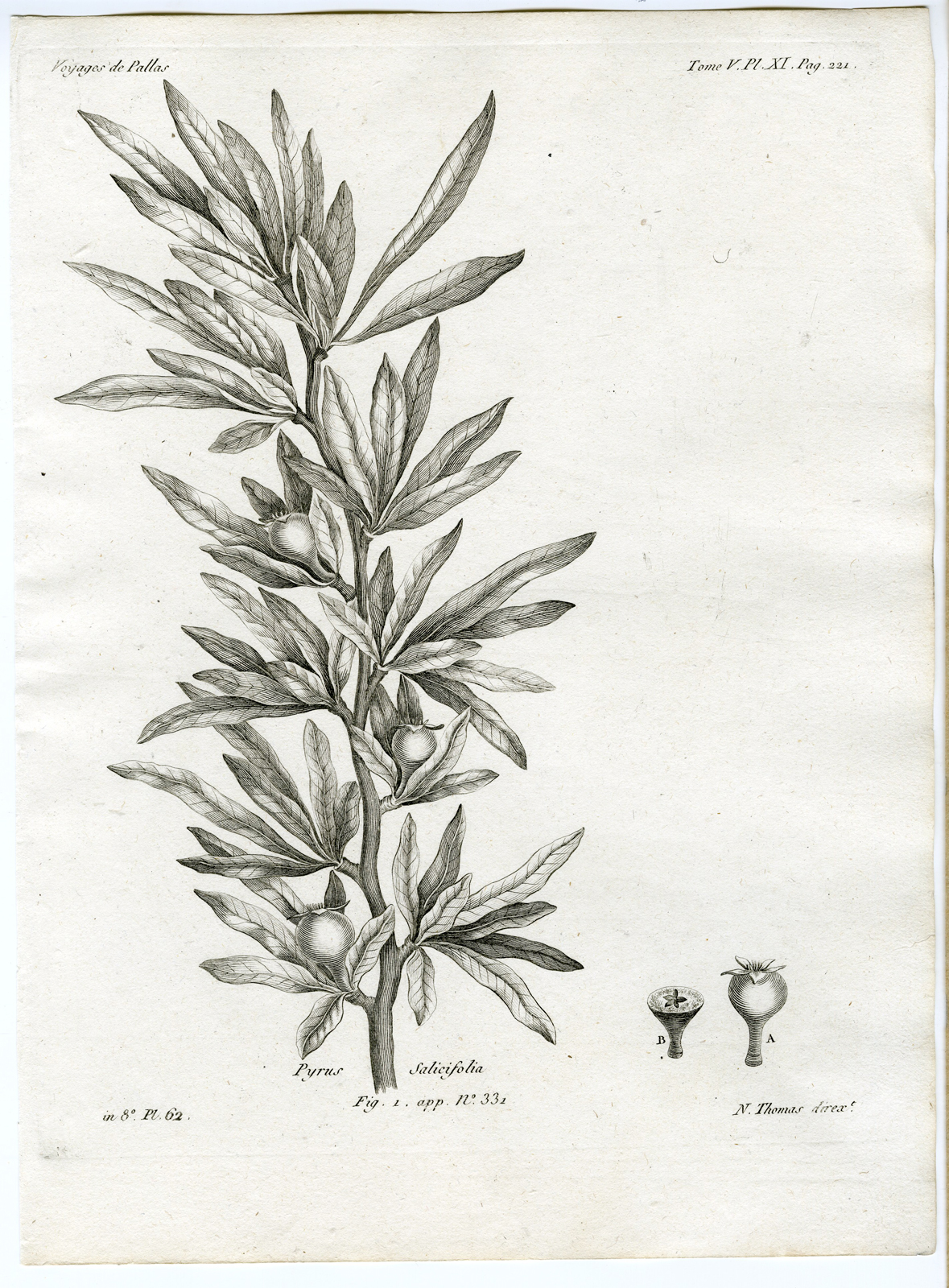 , Antique botanical prints from ‘Voyages … Professeur Pallas-RUSSIA-1794, Pictura Antique Prints
