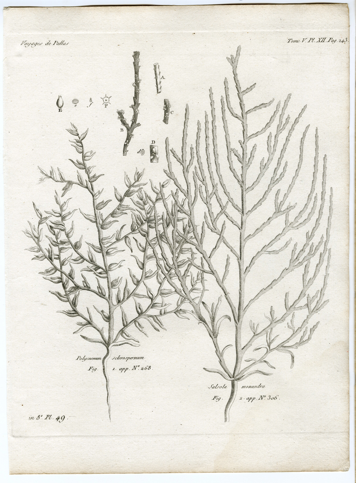 , Antique botanical prints from ‘Voyages … Professeur Pallas-RUSSIA-1794, Pictura Antique Prints