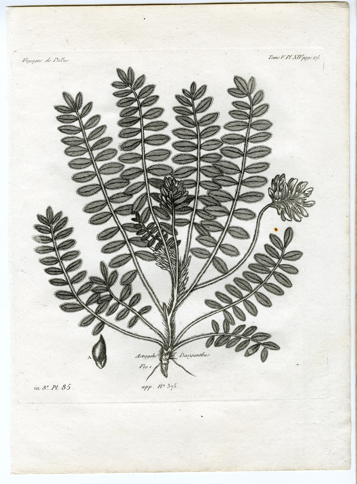 , Antique botanical prints from ‘Voyages … Professeur Pallas-RUSSIA-1794, Pictura Antique Prints