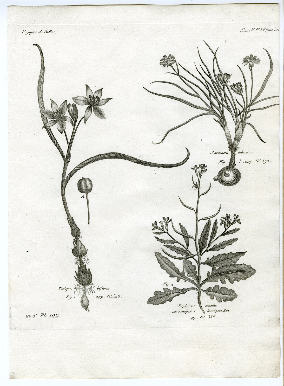 , Antique botanical prints from ‘Voyages … Professeur Pallas-RUSSIA-1794, Pictura Antique Prints