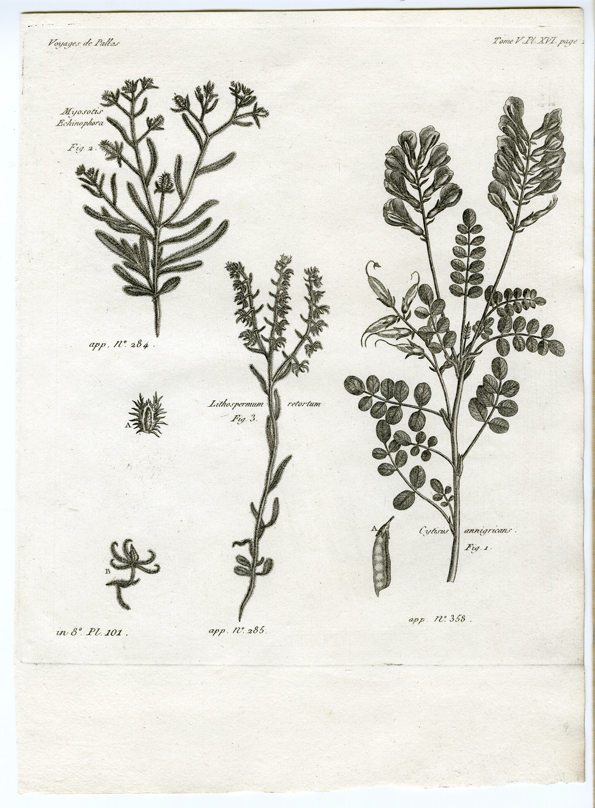 , Antique botanical prints from ‘Voyages … Professeur Pallas-RUSSIA-1794, Pictura Antique Prints