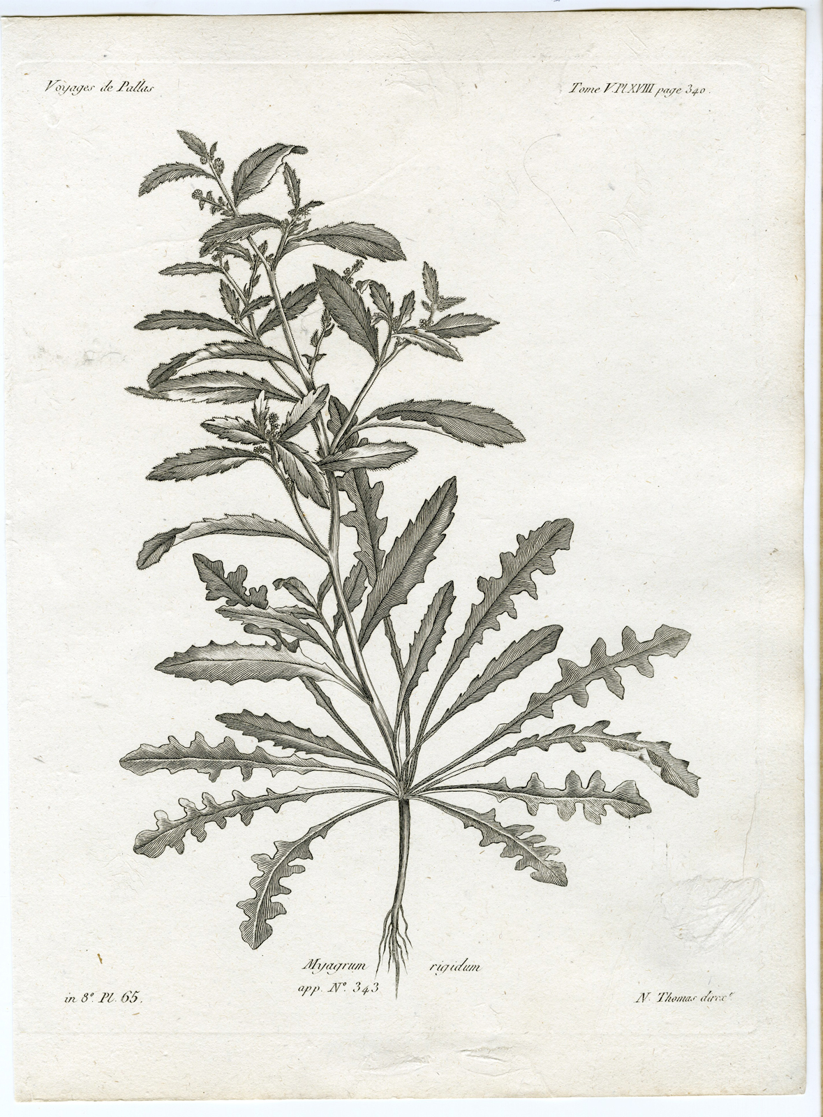 , Antique botanical prints from ‘Voyages … Professeur Pallas-RUSSIA-1794, Pictura Antique Prints