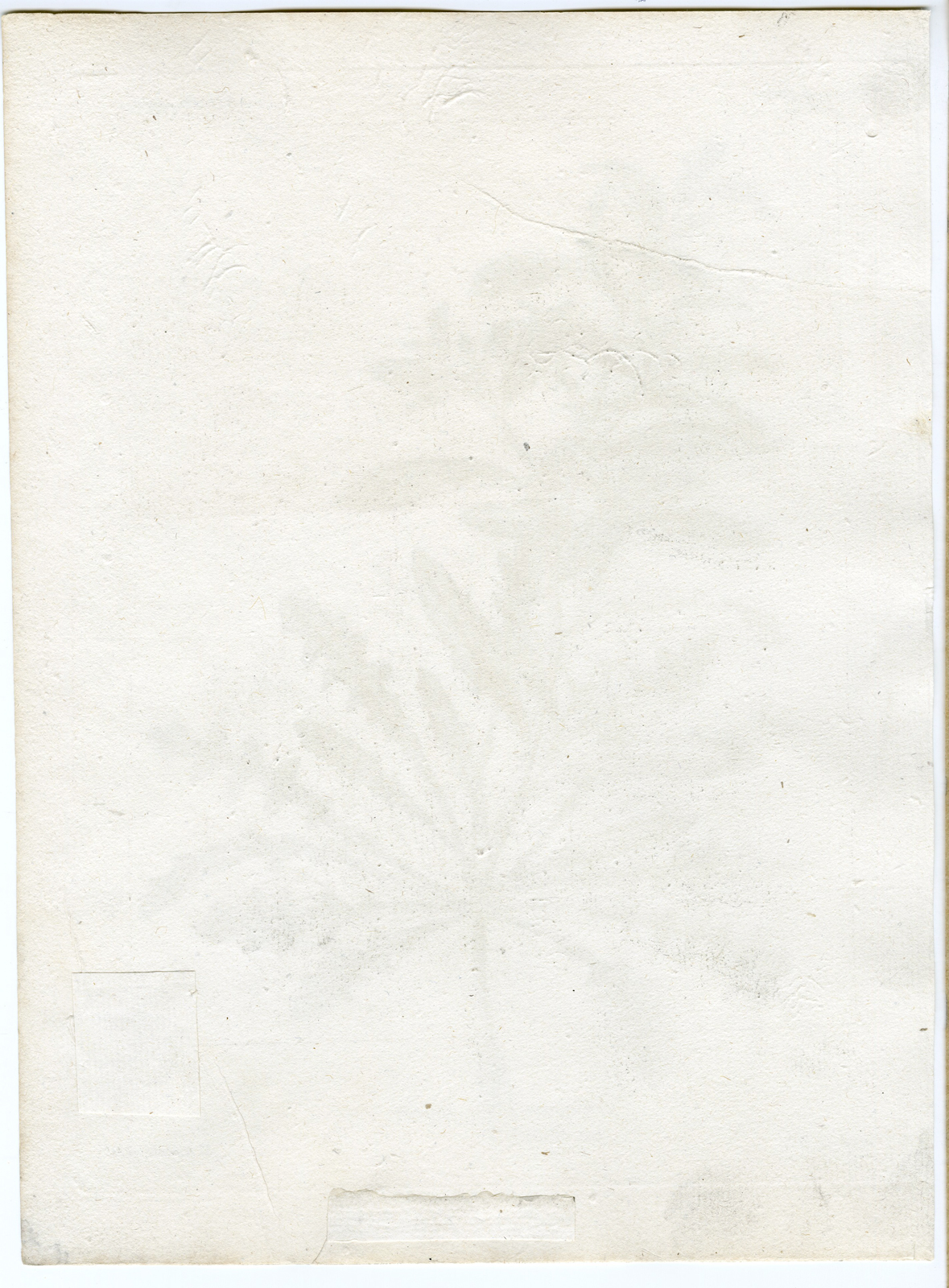 , Antique botanical prints from ‘Voyages … Professeur Pallas-RUSSIA-1794, Pictura Antique Prints