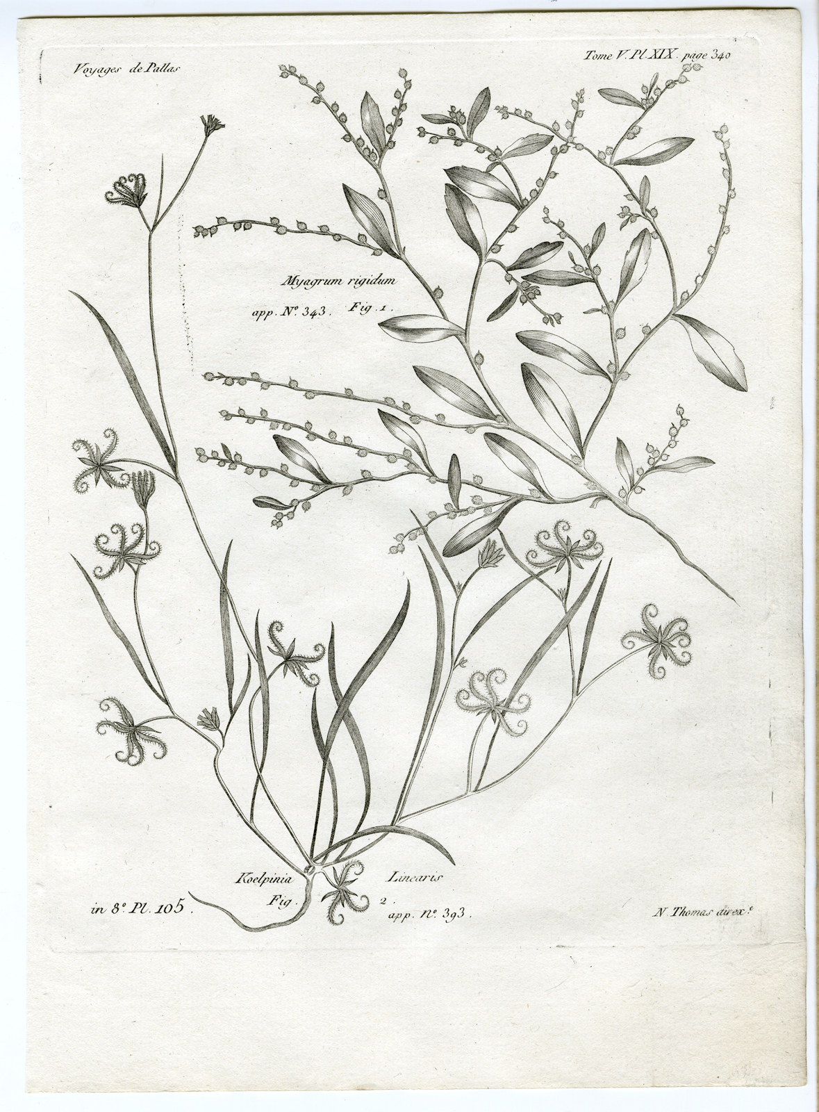 , Antique botanical prints from ‘Voyages … Professeur Pallas-RUSSIA-1794, Pictura Antique Prints