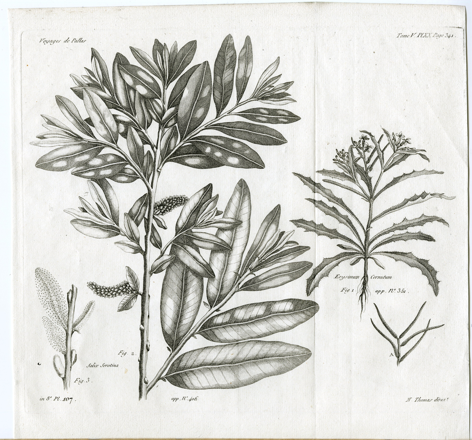 , Antique botanical prints from ‘Voyages … Professeur Pallas-RUSSIA-1794, Pictura Antique Prints