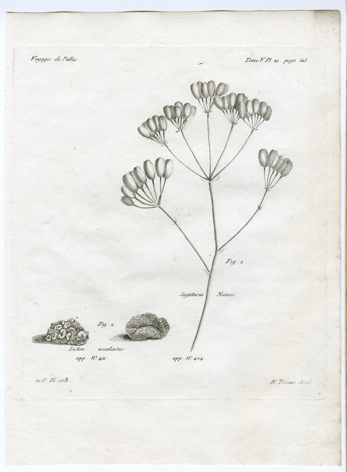 , Antique botanical prints from ‘Voyages … Professeur Pallas-RUSSIA-1794, Pictura Antique Prints