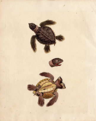 Antique Print-TURTLE-TORTOISE-REPTILE-Edwards-1748