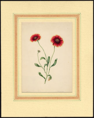 Antique Print-FLOWER-ECHINACAE-Galardia-Tilt-1890