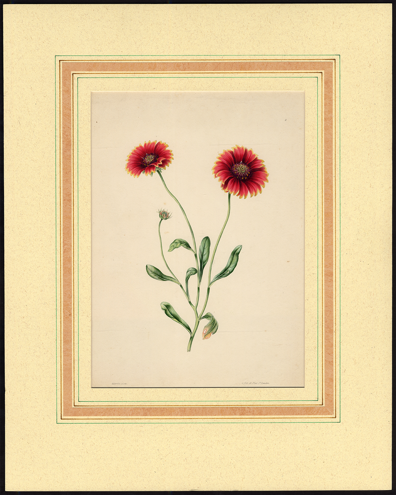 , Antique Print-FLOWER-ECHINACAE-Galardia-Tilt-1890, Pictura Antique Prints