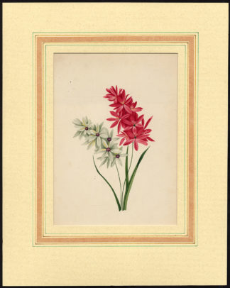 Antique Print-FLOWER-UNIDENTIFIED-LITHOGRAPH-Anonymous-1890