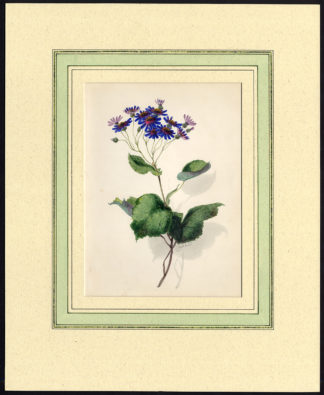 Antique Print-FLOWER-ASTEREAE-PURPLE-James Holland-1834