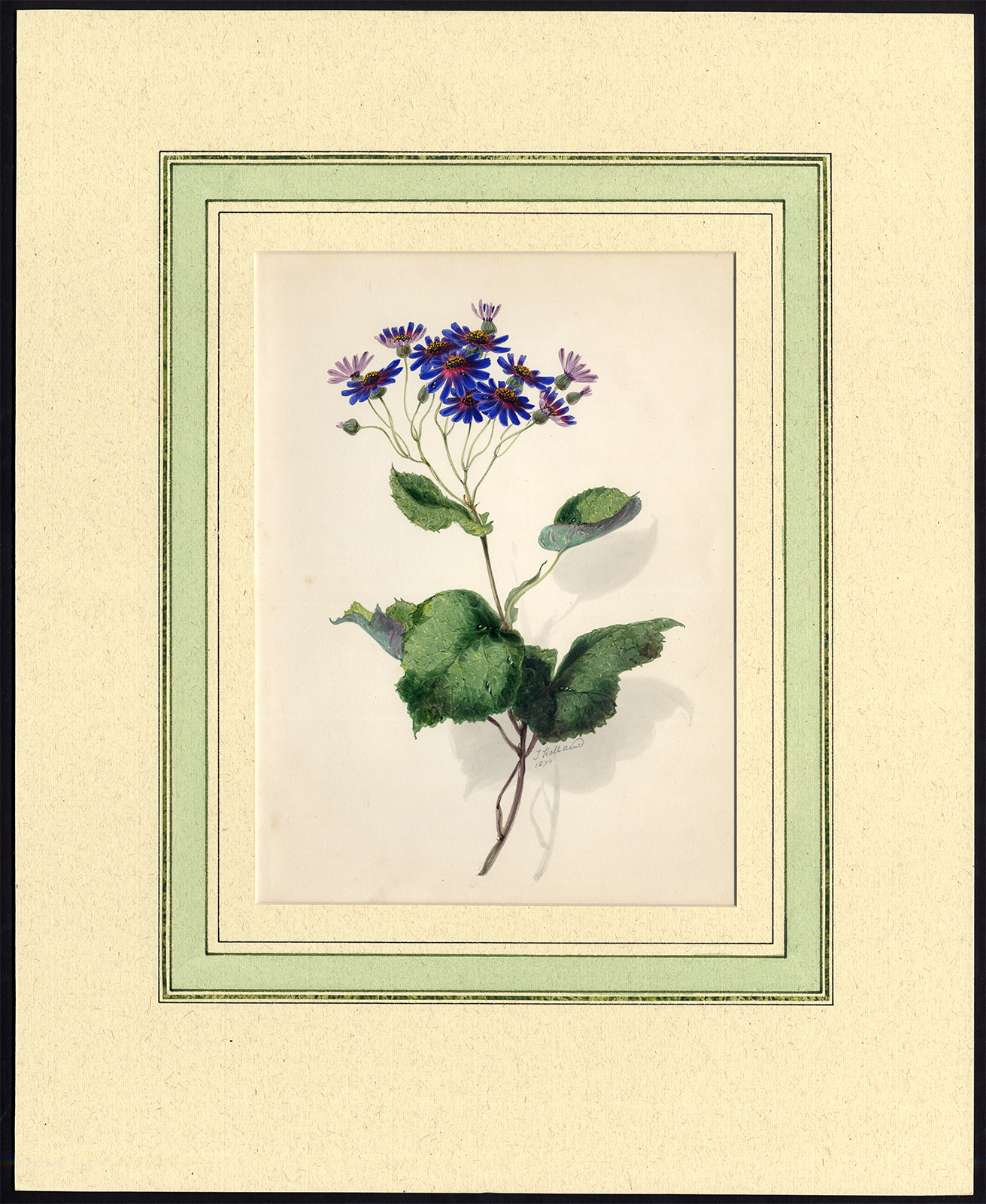 , Antique Print-FLOWER-ASTEREAE-PURPLE-James Holland-1834, Pictura Antique Prints