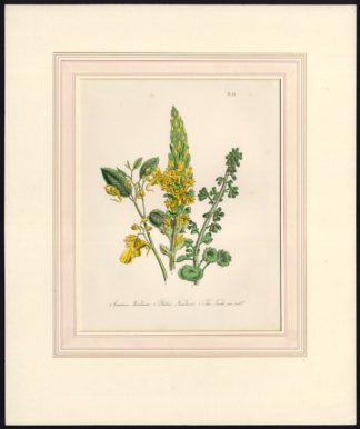 Antique Print-NAVELWORT-YELLOW-SPOTTED TOUCH ME NOT-Loudon-1845