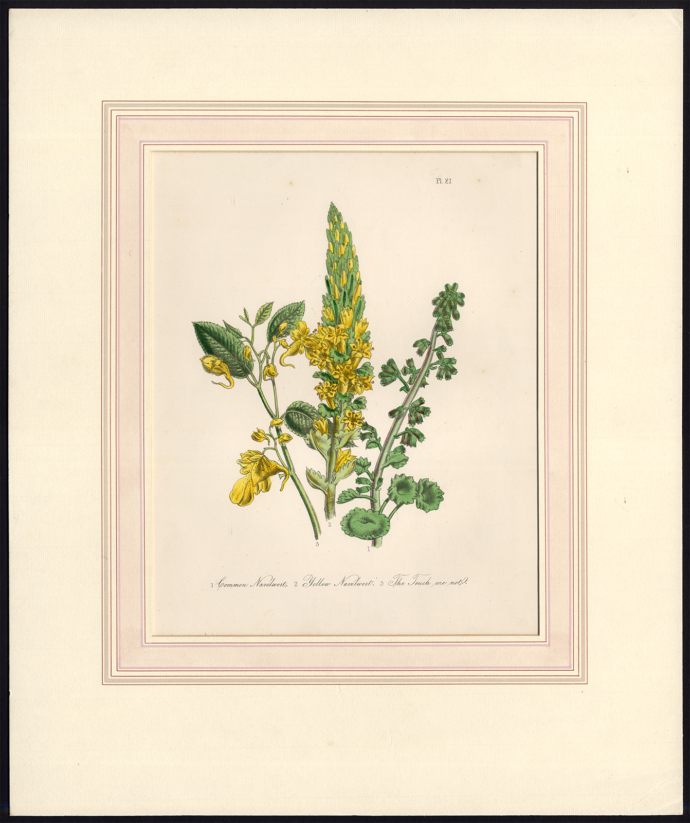 , Antique Print-NAVELWORT-YELLOW-SPOTTED TOUCH ME NOT-Loudon-1845, Pictura Antique Prints