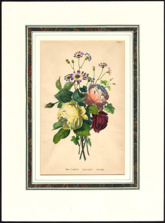 Antique Print-BOUQUET-CENTIFOLIA ROSE-VIOLET-CINERARIA-Anonymous-1870