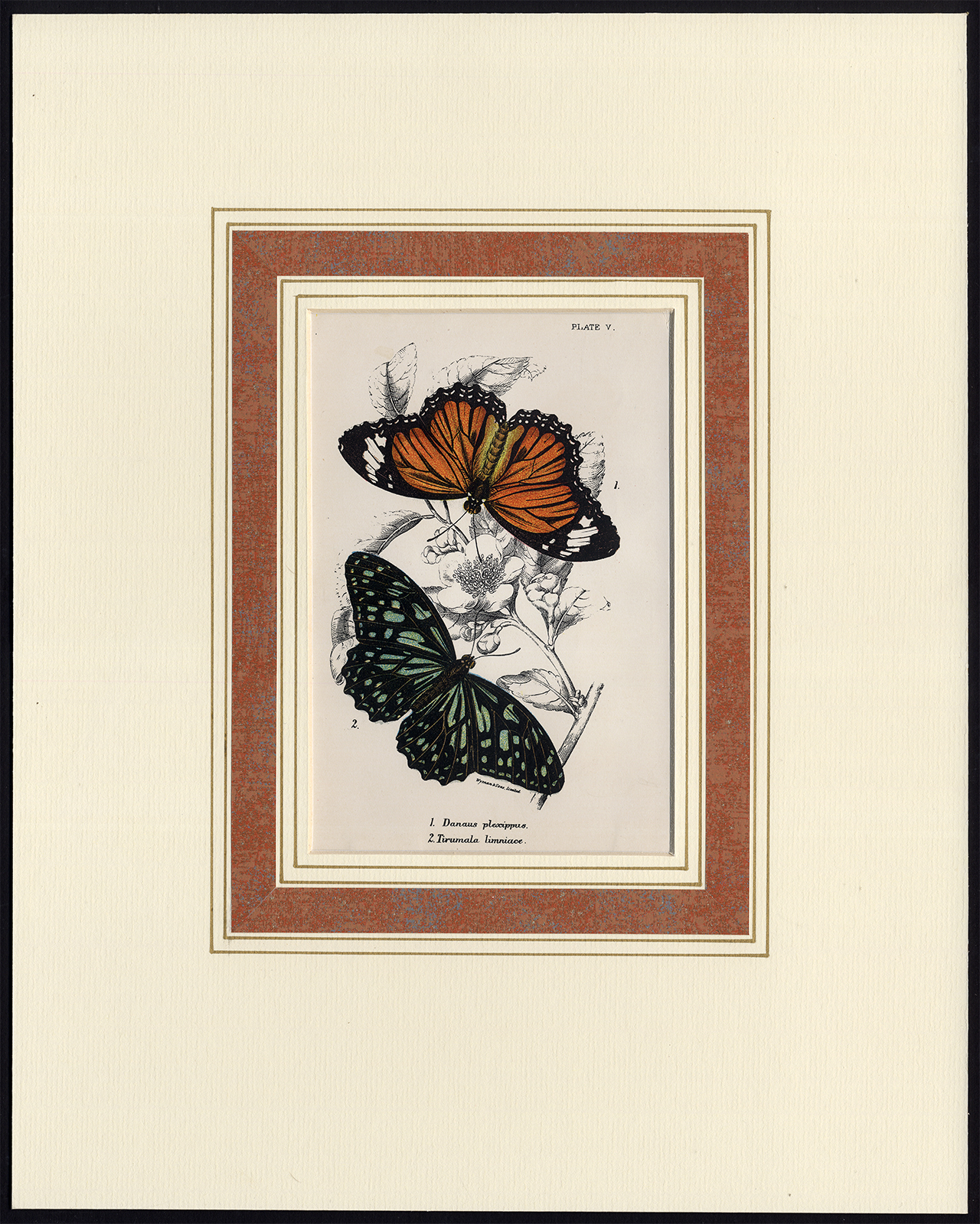 , Antique Print-DANAUS-TIRUMALA-BLUE TIGER-MONARCH BUTTERFLY-PL. V-Kirby-1897, Pictura Antique Prints