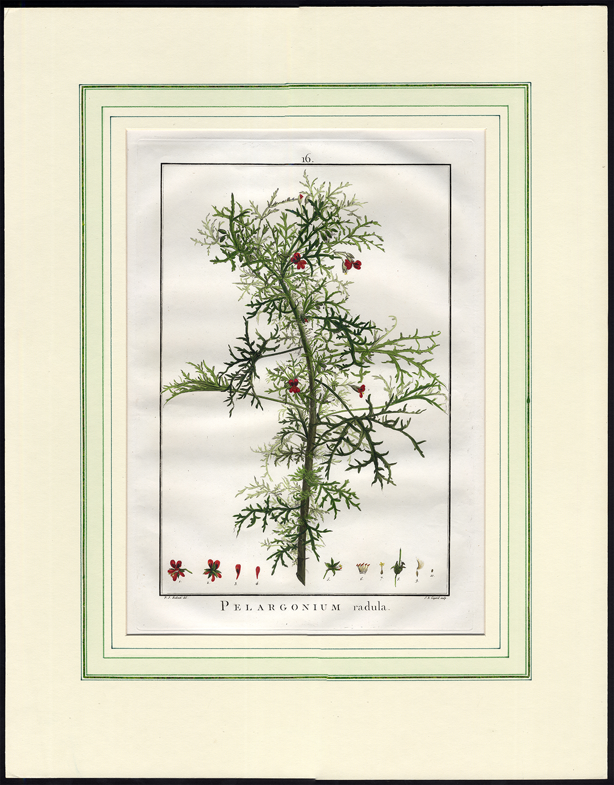 , Antique Print-GERANIUM-PELARGONIUM RADENS-CROW’S FEET-16-Redouté-Guyard-1787, Pictura Antique Prints