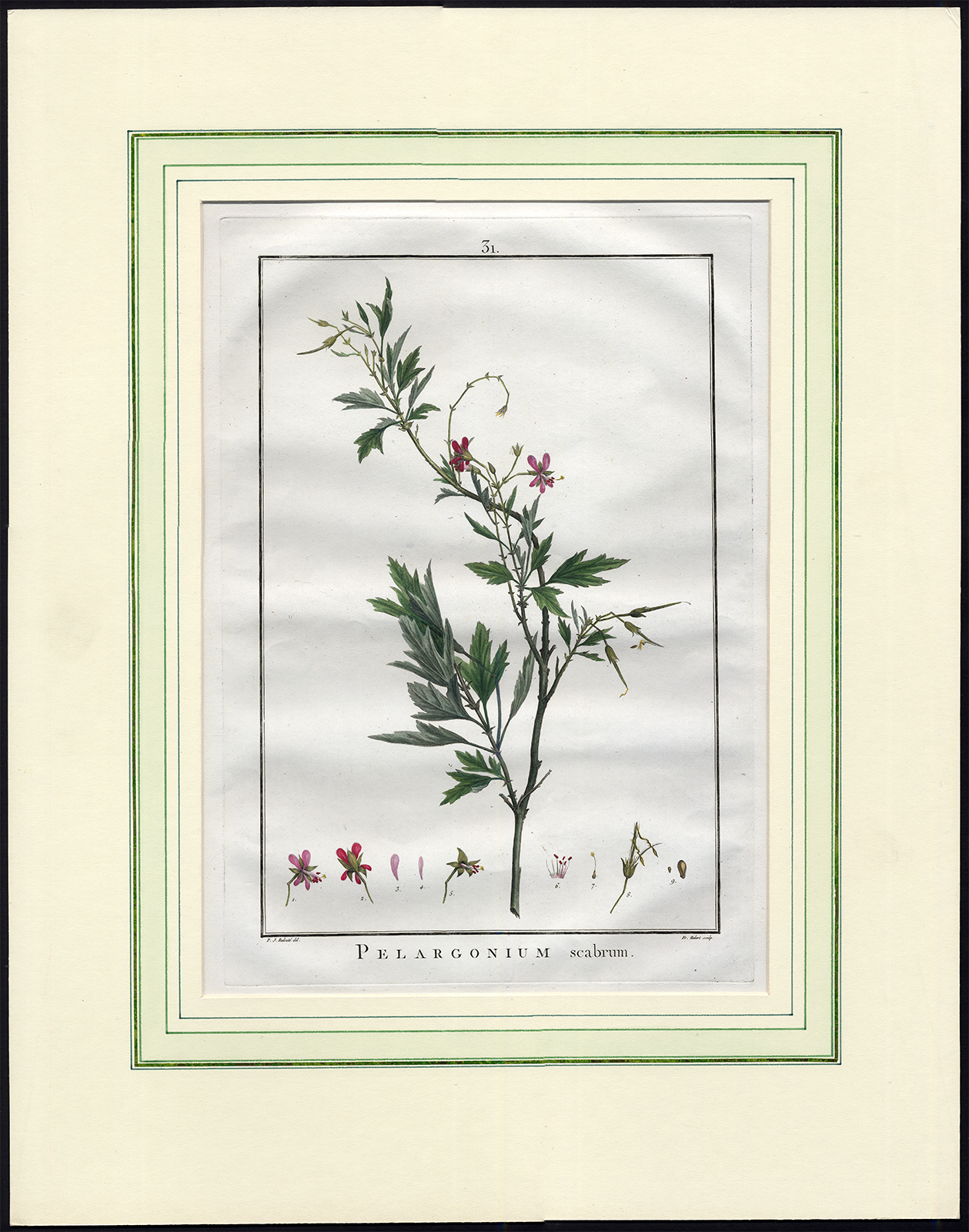 , Antique Print-PELARGONIUM SCABRUM-APRICOT GERANIUM-PL. 31-Redoute-Hubert-1787, Pictura Antique Prints