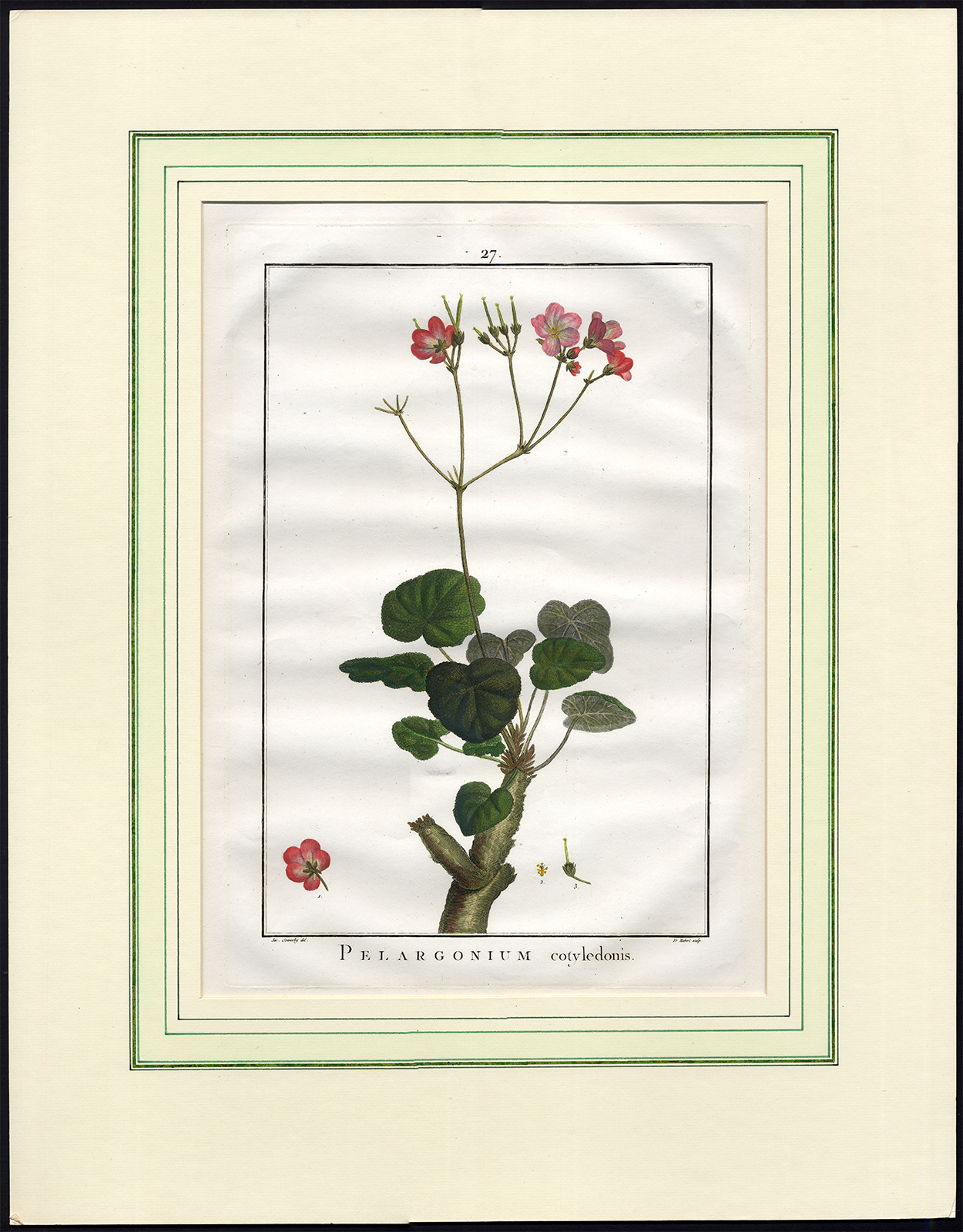 , Antique Print-GERANIUM-PELARGONIUM-OLD FATHER LIVE-27-Sowerby-Hubert-1787, Pictura Antique Prints