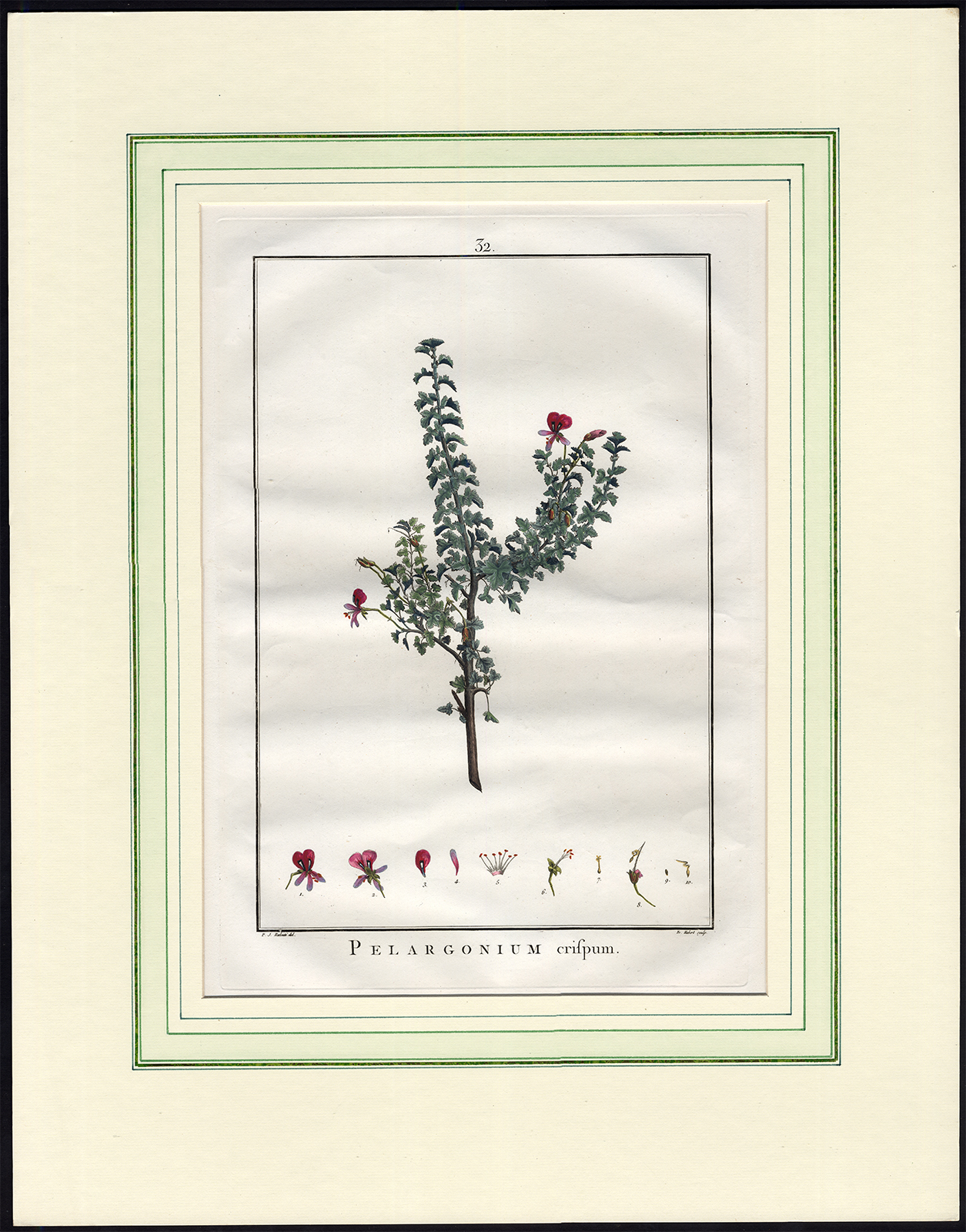 , Antique Print-PELARGONIUM CRISPUM-YELLOW GERANIUM-PL. 32-Redoute-Hubert-1787, Pictura Antique Prints