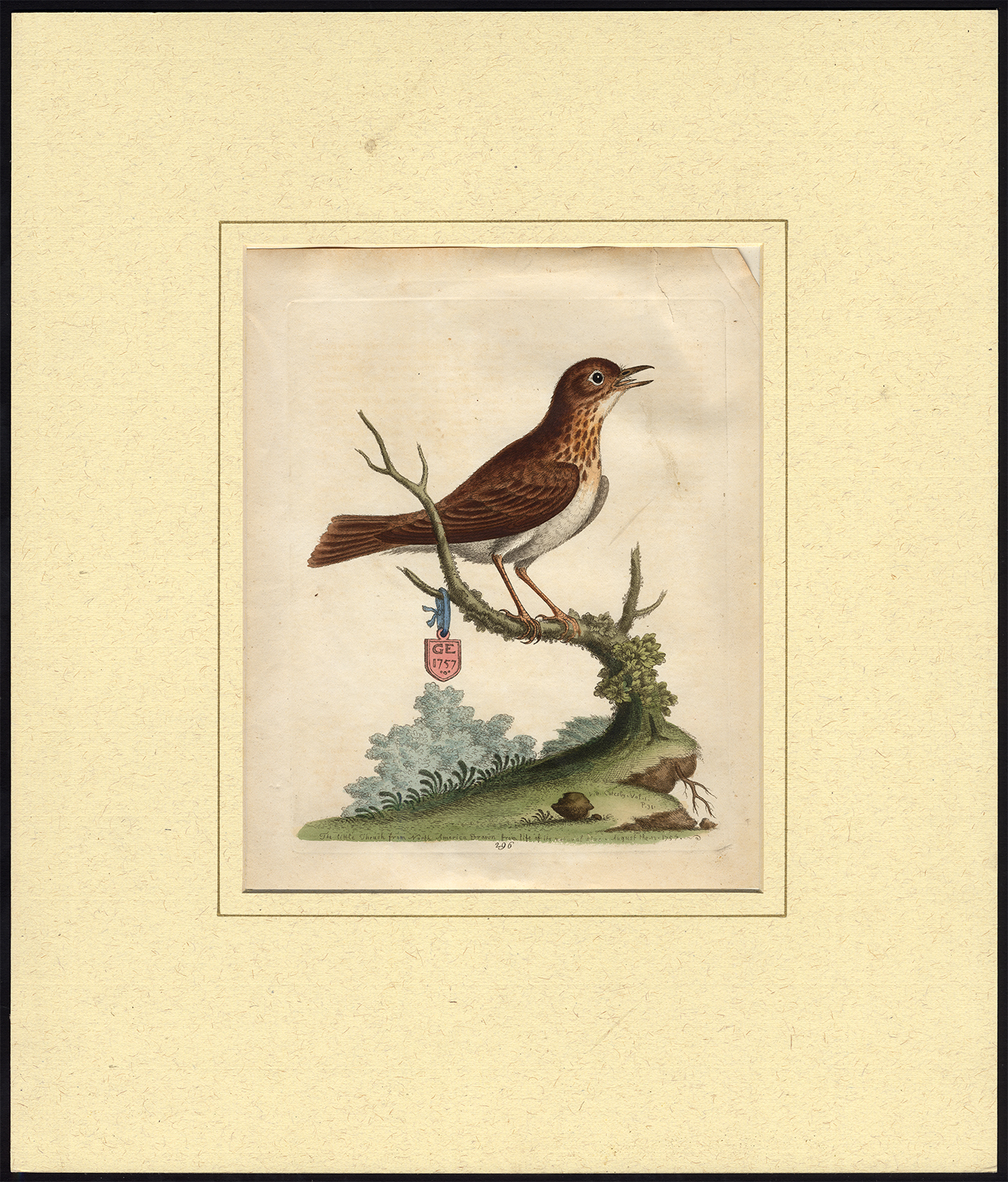 , Antique Print-WOOD THRUSH-HYLOCICHLA MUSTELINA-PL. 296-Edwards-1757, Pictura Antique Prints