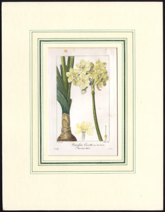 Antique Print-NARCISSUS TAZETTA-PAPERWHITE-NARCISSUS-Bessa-Goulet-1830