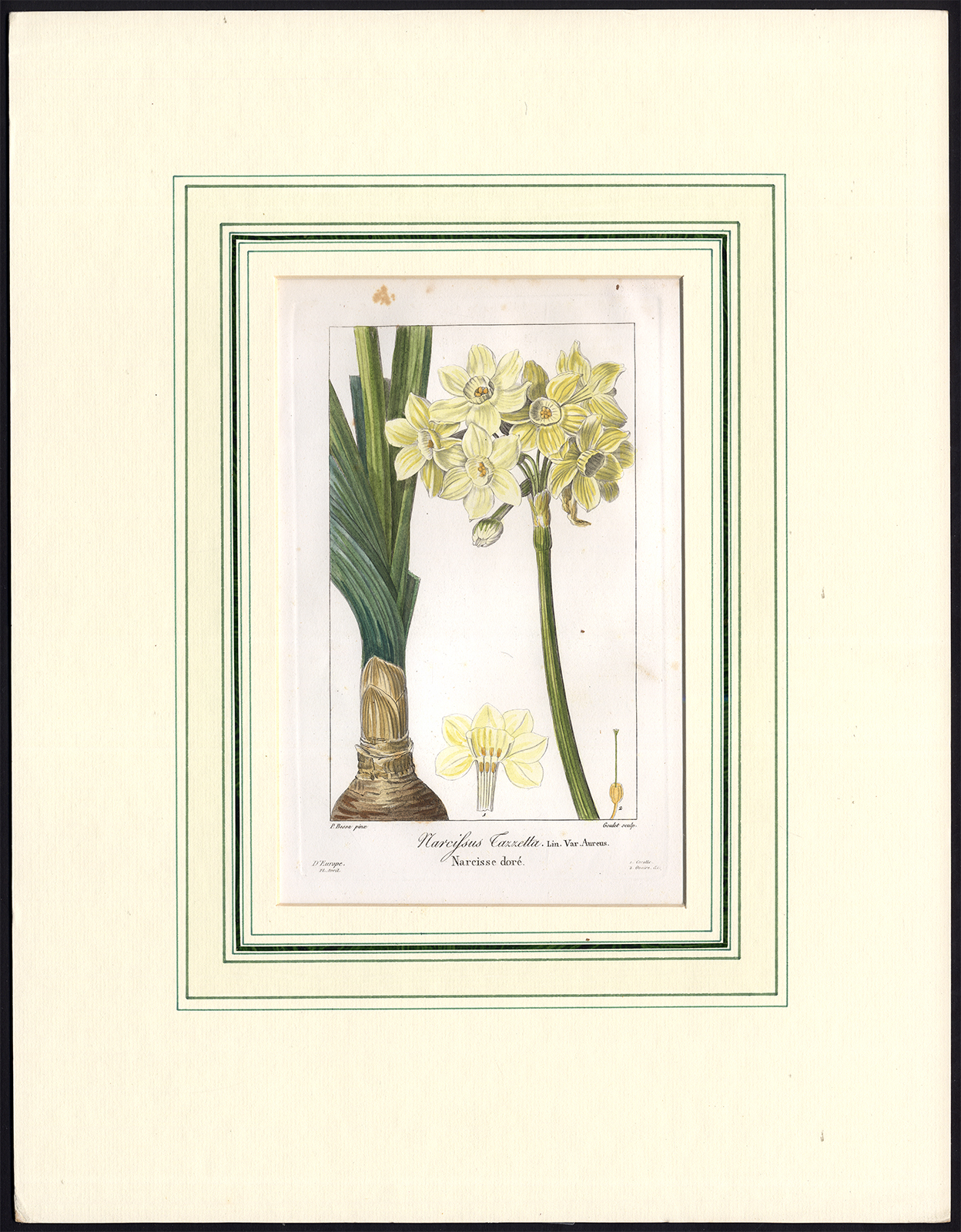 , Antique Print-NARCISSUS TAZETTA-PAPERWHITE-NARCISSUS-Bessa-Goulet-1830, Pictura Antique Prints