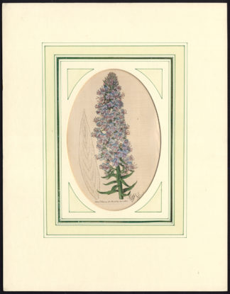 Antique Print-FLOWER-UNIDENTIFIED-PL. 44-Edwards-Smith-1815
