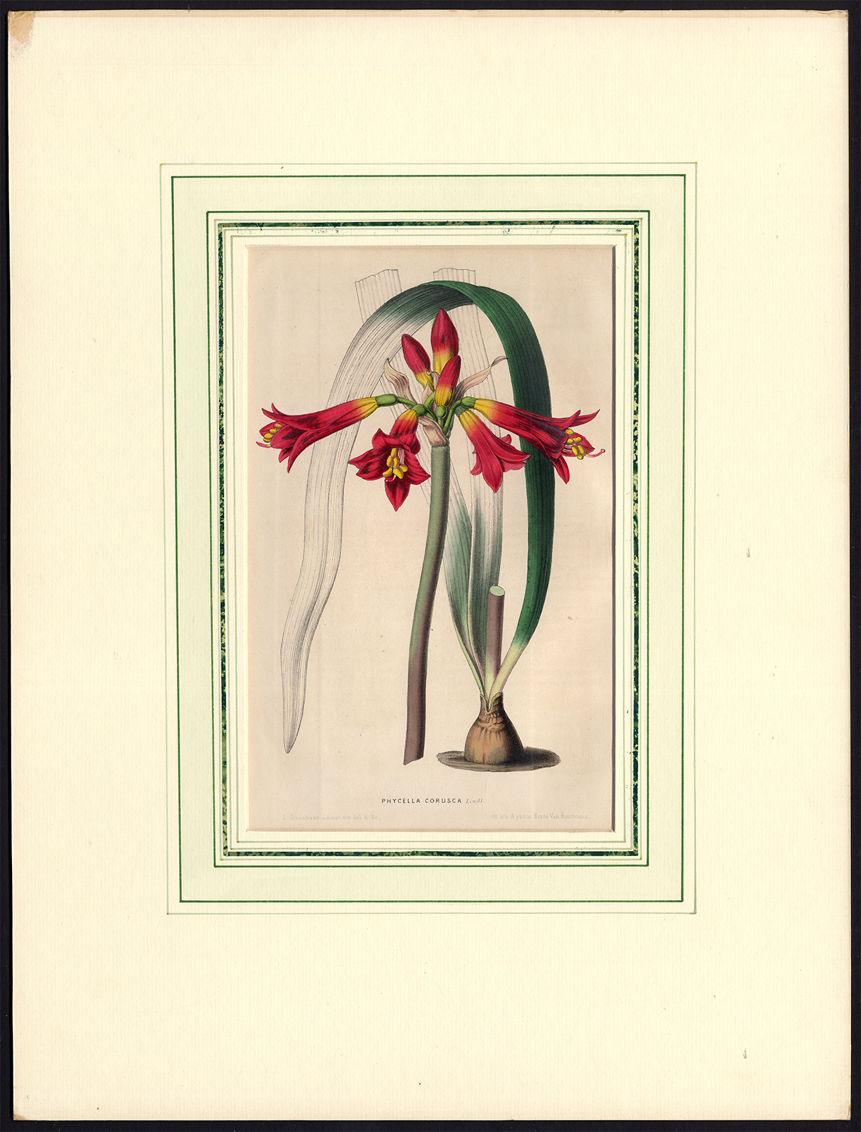 , Antique Print-AMARYLLIS-PHYCELLA CYRTANTHOIDES-Stroobant-1860, Pictura Antique Prints
