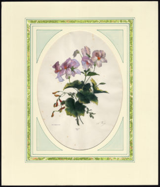 Antique Print-FLOWER-VIOLET-CULTIVAR-NO. 32-ANTON WEISS-Weiss-Desguerrois-1830