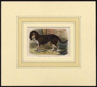 Antique Print-SWEDISH BEAGLE-DOG-BREED-Burton Barker-1881