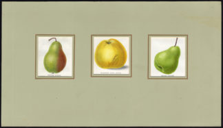 Antique Print-LOUIS BONNE-POIRE D'AUCH-WARNER'S KING-APPLE-PEAR-Maund-1850