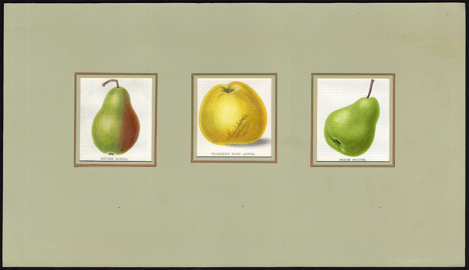 , Antique Print-LOUIS BONNE-POIRE D’AUCH-WARNER’S KING-APPLE-PEAR-Maund-1850, Pictura Antique Prints