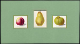 Antique Print-PEAR-NECTARINE-APPLE-ELRUGE-BADDOW PIPPIN-Maund-1850