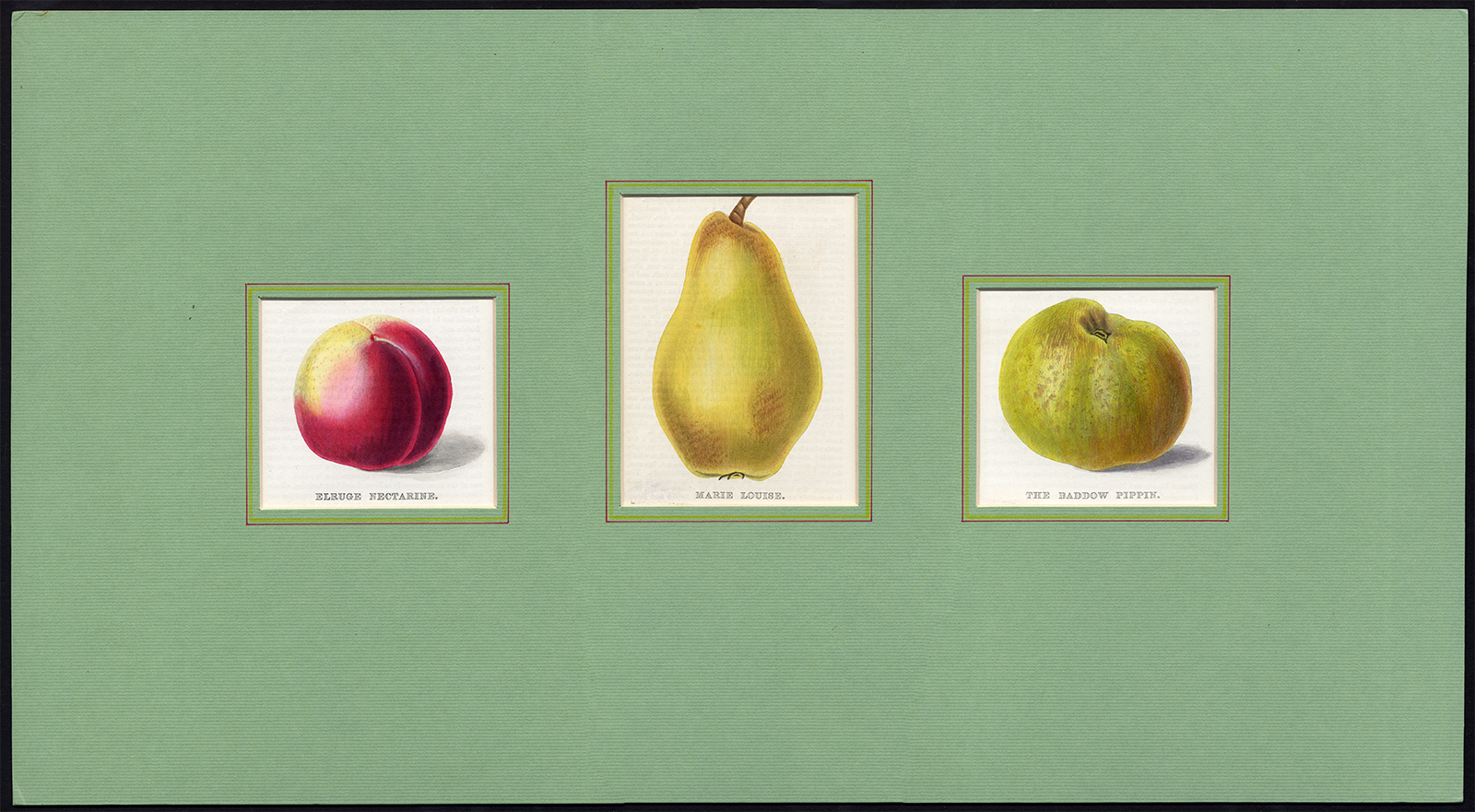 , Antique Print-PEAR-NECTARINE-APPLE-ELRUGE-BADDOW PIPPIN-Maund-1850, Pictura Antique Prints
