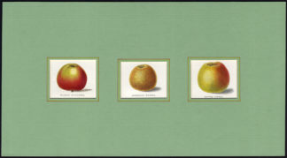 Antique Print-APPLE-SCARLET NONPAREIL-ELFORD PIPPIN-KERNEL-Maund-1850