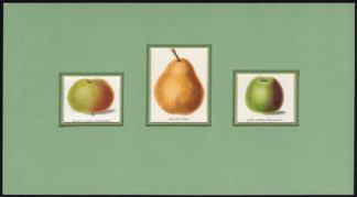 Antique Print-APPLE-PEAR-BEURRE DIEL-LAMB ABBEY PEARMAIN-Maund-1850