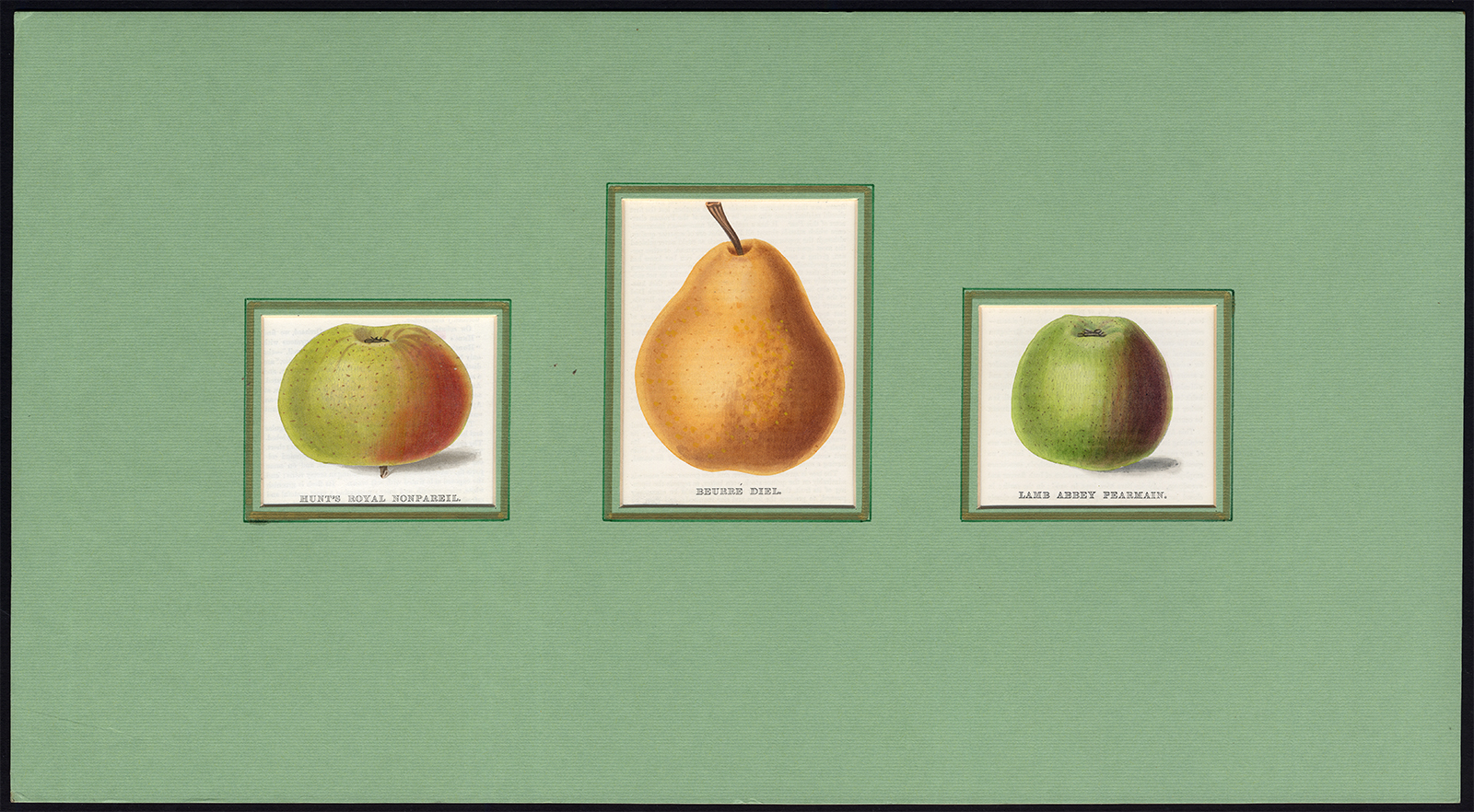 , Antique Print-APPLE-PEAR-BEURRE DIEL-LAMB ABBEY PEARMAIN-Maund-1850, Pictura Antique Prints