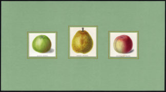 Antique Print-PEACH-APPLE-PEAR-BELLEGARDE-EASTER PIPPIN-Maund-1850