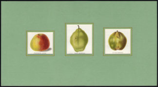 Antique Print-PEAR-APPLE-NE PLUS MEURIS-GLOUT MORCEAU-Maund-1850