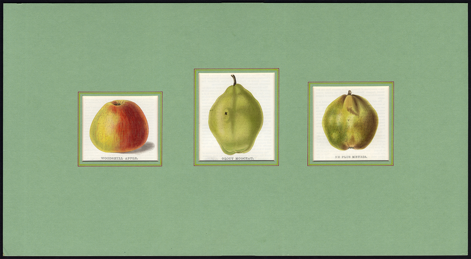 , Antique Print-PEAR-APPLE-NE PLUS MEURIS-GLOUT MORCEAU-Maund-1850, Pictura Antique Prints