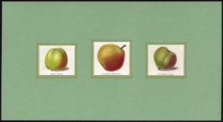 Antique Print-APPLE-PEAR-ORD'S-GANSELS'S BERGAMOT-CHEVREUSE-Maund-1850